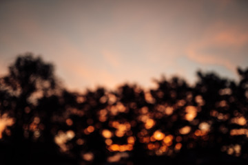 photo of trees silhouette at sun set
