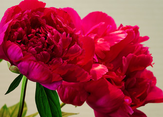 A close-up image of peonies to be used as a background
