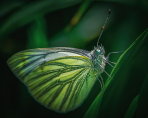 Kohlwei&szlig;ling auf der Wiese