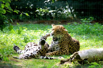 Twin Jaguar Play Fight in Jungle