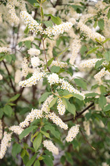 White flowers blooming bird cherry. Bird Cherry Tree in Blossom. Close-up of a Flowering Prunus Avium Tree with White Little Blossoms. Blooming Sweet Bird-Cherry Tree in Spring. Springtime concept.