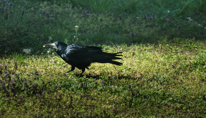 rook