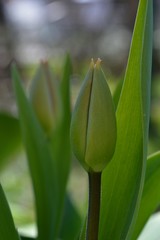 More green buds of tulips