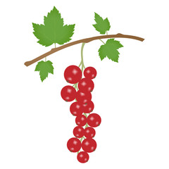 A branch of red currant isolated on a white background. Template, icon or element of your design. Realistic performance.