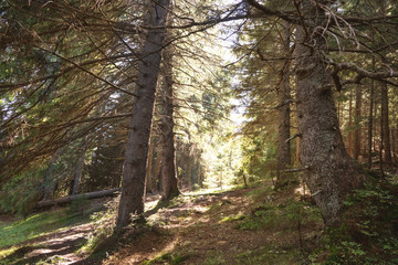 forest in the sunlight: pine trees in the sun