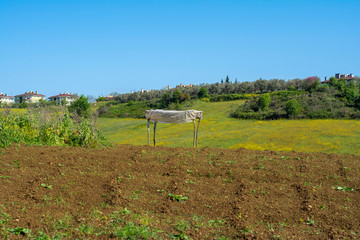 flowers, huts and trees grown in the garden