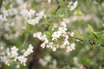 trees of apple, cherry, pear blossom in spring in a city park, garden