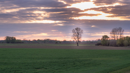 beautiful tree 