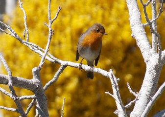 one bird on a tree branch
