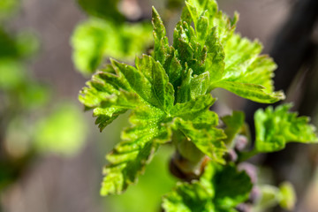 young green currant leaves on a branch in the garden