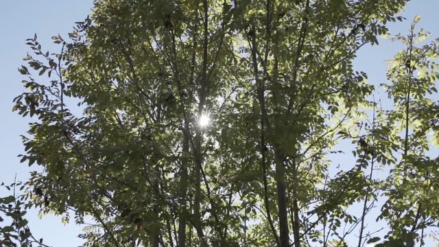 Sonnenstrahlen durch Baumkrone mit herbstlichen Bl&auml;ttern in Zeitlupe
