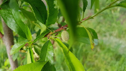 Peach fruit