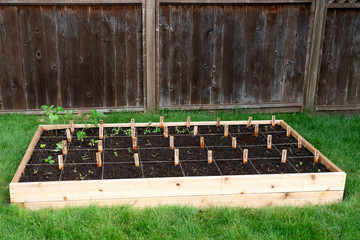 Backyard raised vegetable garden with seedlings divided by string and labeled.