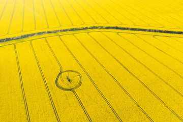 Aerial drone top view of yellow blooming field of rapeseed with lines and circle from tractor tracks on sunny spring or summer day. Nature background, landscape photography