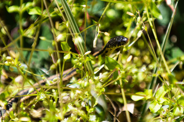 Garter Snake in the Grass
