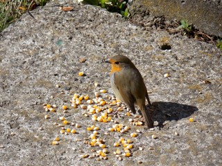 a small orange bird found food