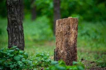 Stump on green grass in forest