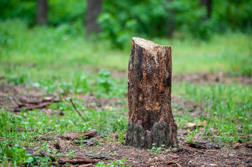 Stump on green grass in forest