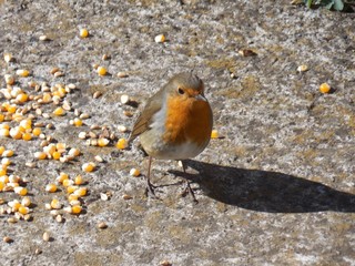 a small orange bird found food