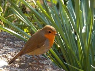 a small orange bird in the grass