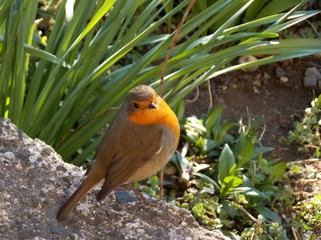a small orange bird in the grass