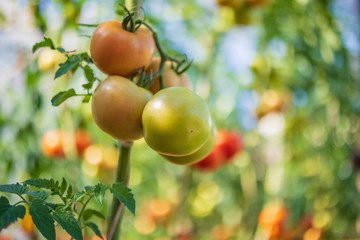 Fresh red ripe tomatoes hanging on the vine plant growing in organic garden
