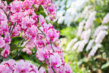 Beautiful Phalaenopsis Orchid flower blooming in garden floral background