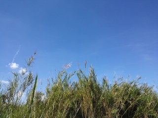 Blue Sky