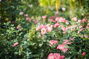 Beautiful pink roses flower in the garden
