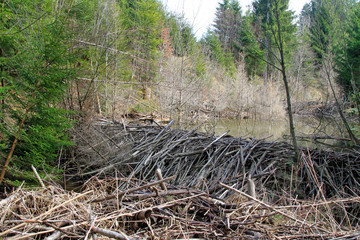 Biber - Biberbau - Allgäu 