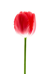 Beautiful red tulip flower. Minimalism. Background is isolated.