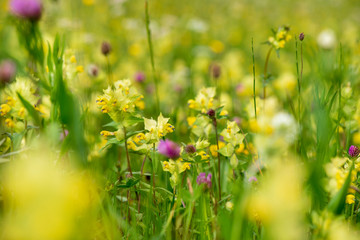 close-up of blooming flowers in meadow at spring