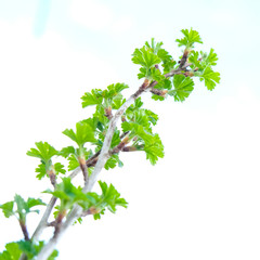 A green twig, brunch of gooseberry shrub close up in spring day