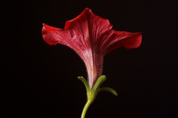 Fototapeta na wymiar Beautiful background with red petunia (petunia grandiflora)