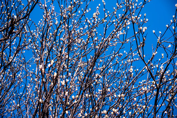 tree branches with young flowering leaves and flowers