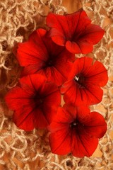 Beautiful background with red petunias (petunia grandiflora)