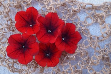 Beautiful background with red petunias (petunia grandiflora)
