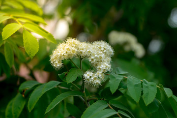 Leaves of blooming bird cherry in the sunshine against the sky