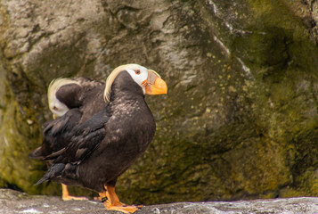 Adult Tufted Puffin in breeding plummage standing on rocks