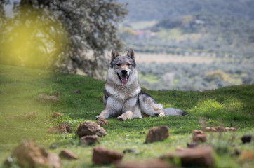 Czechoslovakian wolf dog in the countryside. 