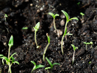 Shoots of young seedlings. Fertile soil. Young sprout of a tomato.