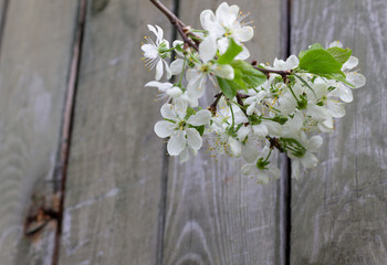 Blooming branch of plum on old wooden background