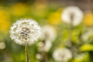 Pusteblume