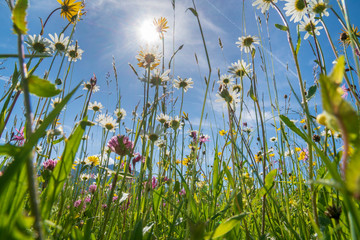 close-up of blooming flowers in meadow at spring