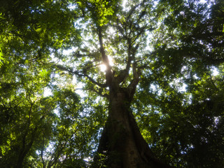 Treetop seen from below