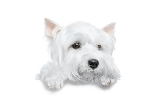 A White Dog Stands With Paws On A White Banner Or A Poster, Isolated. West Highland White Terrier