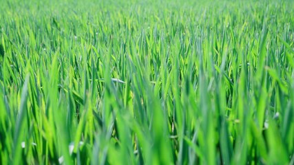 Green Grass with sunlight. Shallow depth of field