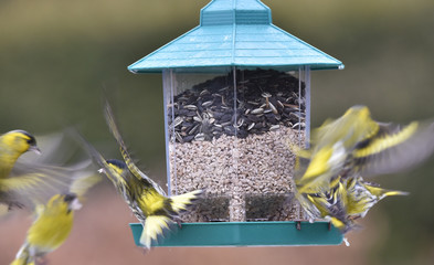 Erlenzeisige am Futterautomat
