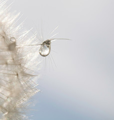Dandelion close up isolated in nice warm background. Macro photo