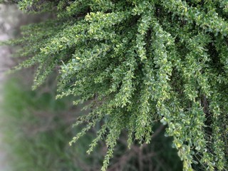 Green plant
